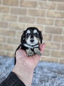 2025年12月16日生まれ　ミニチュアダックス（ブラックイエロー）男の子（ご家族様が決まりました）